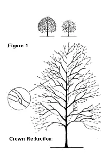 crown reduction